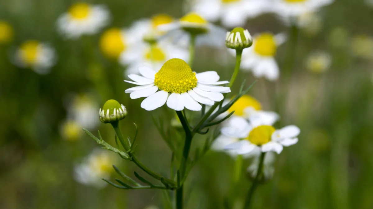 Kamillenblume auf der Wiese